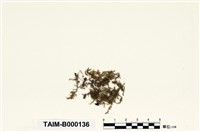 藏品(淡葉偏蒴苔)的圖片